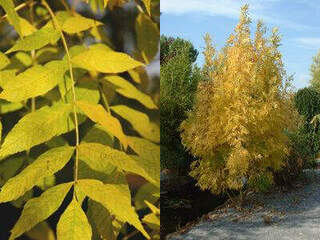 Frêne - FRAXINUS  excelsior 'Jaspidea' - Petit arbre