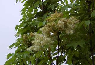 Frêne à fleur - FRAXINUS ornus 'Obelisk' - Arbre