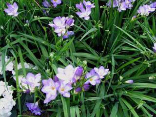 Freesia - FREESIA bleu - Bulbe