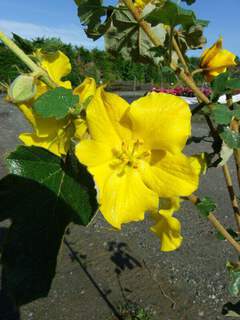 Fremontodendron California Glory.JPG