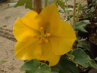 Fremontodendron