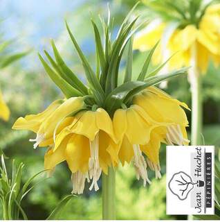 Fritillaria imperialis Lutea