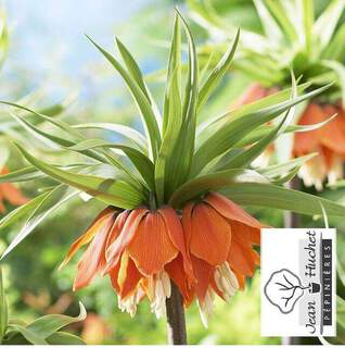 Fritillaria imperialis Rubra