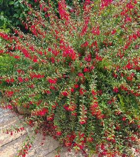 Fuchsia magellanica