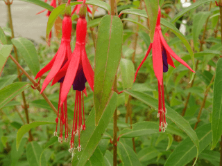 Fuchsia - FUCHSIA hatschbachii - Arbuste