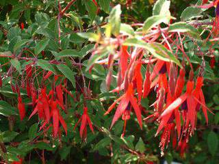 Fuchsia - FUCHSIA magellanica 'Ricartonii' - Arbuste