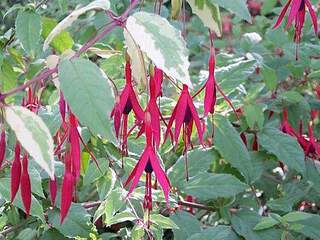 Fuchsia panaché - FUCHSIA magellanica 'Variegata' - Arbuste