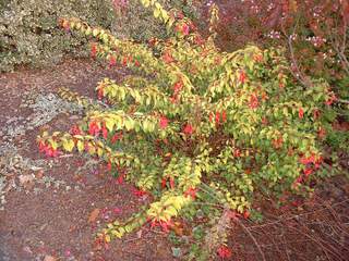 Fuschia Gracilis