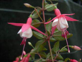 Fuchsia - FUCHSIA 'Alice Hoffman' - Arbuste