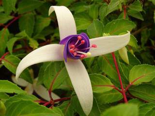 Fuchsia - FUCHSIA 'Blue Sarah' - Arbuste