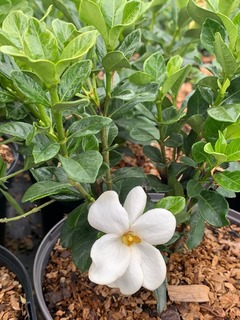 Jasmin du Cap - GARDENIA jasminoides 'Kleim's Hardy' - Arbuste