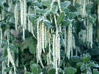 Garrya à feuilles elliptiques - GARRYA elliptica - Arbuste