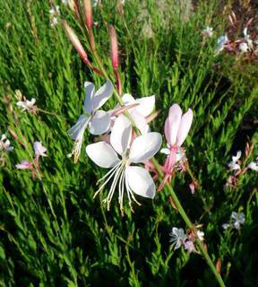 Gaura lindheimeri (2)