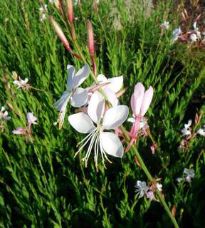 Gaura lindheimeri (2)