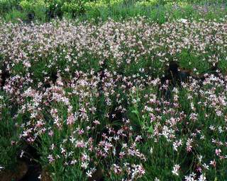 Gaura lindheimeri