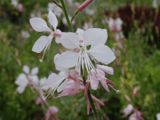 GAURA 'Corrie 's Gold''