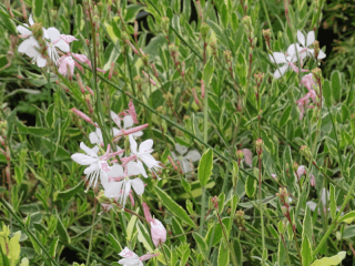 Gaura - GAURA lindheimeri 'Corrie's Gold' - Vivace