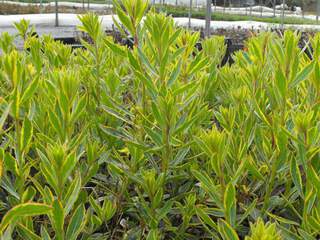 GAURA Corries gold