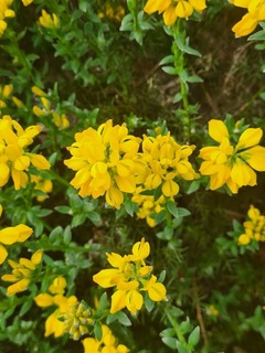 Genista hispanica