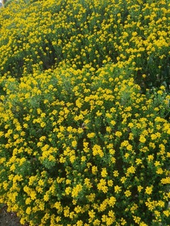 Petit genêt d'Espagne - GENISTA hispanica - Arbuste