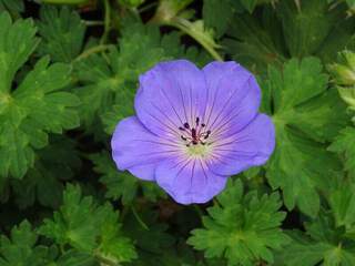 Géranium bleu - GERANIUM 'Azure Rush' - Vivace