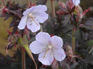 GERANIUM 'Black and White'1.JPG