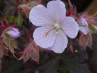 Géranium bleu - GERANIUM pratense 'Black and White' - Vivace