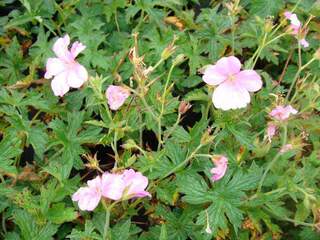 Géranium - GERANIUM endressii - Vivace