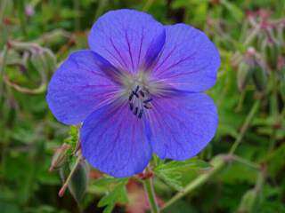 GERANIUM Himaleyensis 'GRAVETYE'.JPG