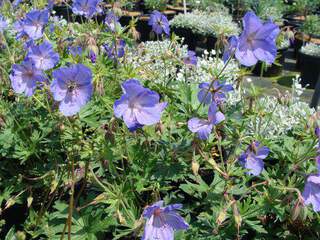 Géranium bleu - GERANIUM 'Johnson's blue' - Vivace