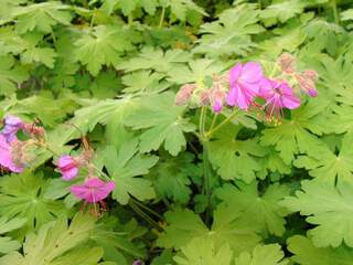 GERANIUM macrorhizum AT