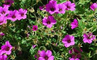 Géranium - GERANIUM 'Patricia' - Vivace