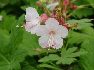 GERANIUM 'Spessart'.JPG