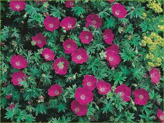 GERANIUM sanguineum