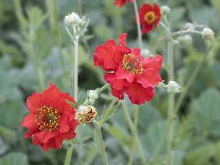 Benoîte - GEUM chiloense 'Mrs Bradshaw' - Vivace