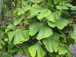 GINKGO biloba