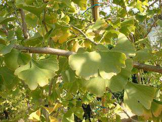 ginko biloba