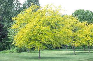 Gleditsia Sunburst