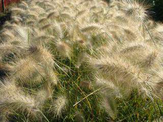 Graminées PENNISETUM villosum 2