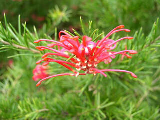 Grévilléa - GREVILLEA juniperina 'New blood' - Arbuste