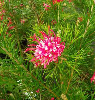 Grevillea - GREVILLEA juniperina - Arbuste