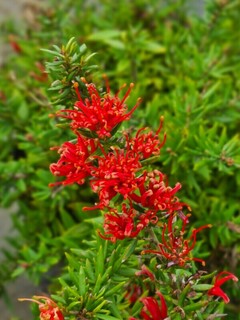 Grévilléa - GREVILLEA juniperina 'New blood' - Arbuste