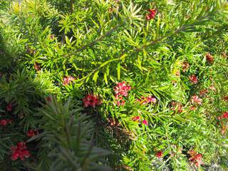 Grévillier à feuilles de romarin - GREVILLEA rosmarinifolia 'Jenkinsii' - Arbuste