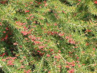 Grevillea - GREVILLEA Rosmarinifolia - Arbuste