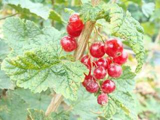 Ribes rubrum - GROSEILLIER à grappe 'London Market' - Arbre fruitier