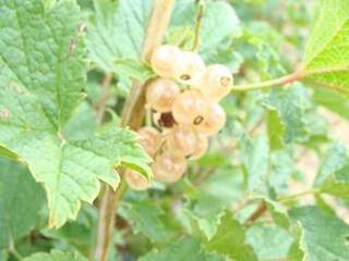 Ribes rubrum - GROSEILLIER à grappe 'Versaillaise blanche' - Arbre fruitier