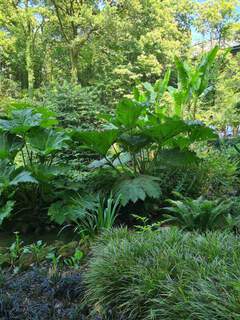Gunnera manicata