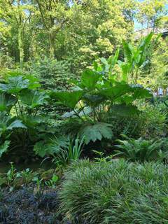 Rhubarbe géante du Chili - GUNNERA manicata - Vivace