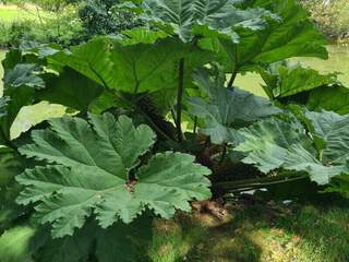 Rhubarbe géante du Chili - GUNNERA manicata - Vivace