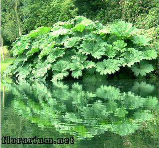 Gunnera manicata 2